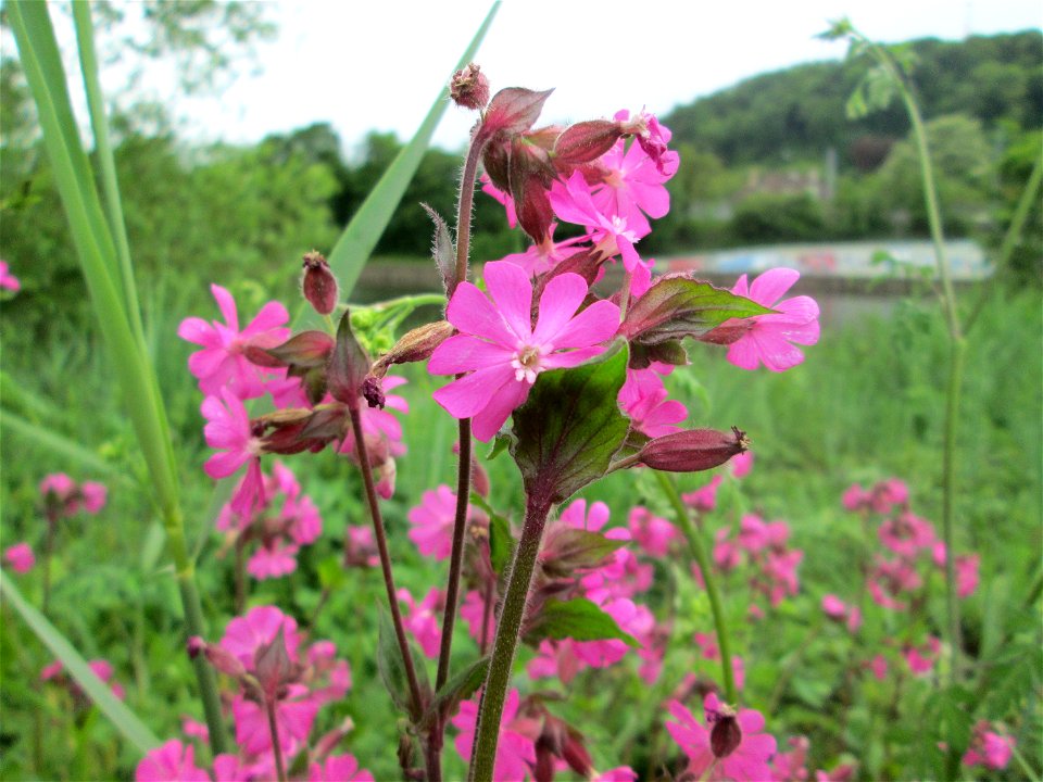 Rote Lichtnelke (Silene dioica) an der Saar in Saarbrücken