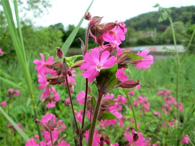 Rote Lichtnelke (Silene dioica) an der Saar in Saarbrücken