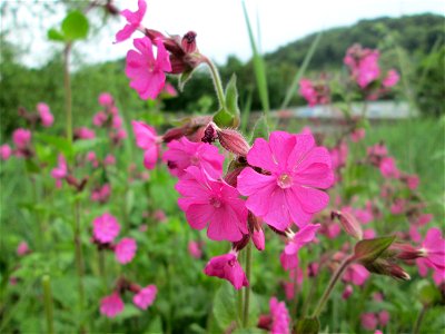 Rote Lichtnelke (Silene dioica) an der Saar in Saarbrücken