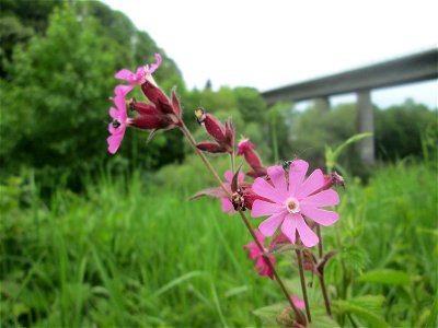 Rote Lichtnelke (Silene dioica) an der Saaraue Güdingen
