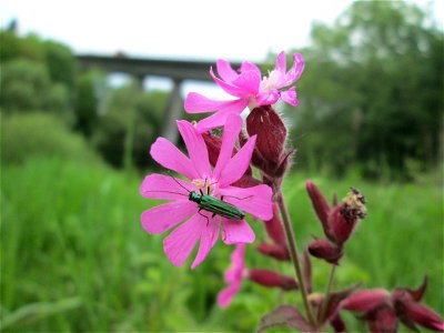 Rote Lichtnelke (Silene dioica) an der Saaraue Güdingen
