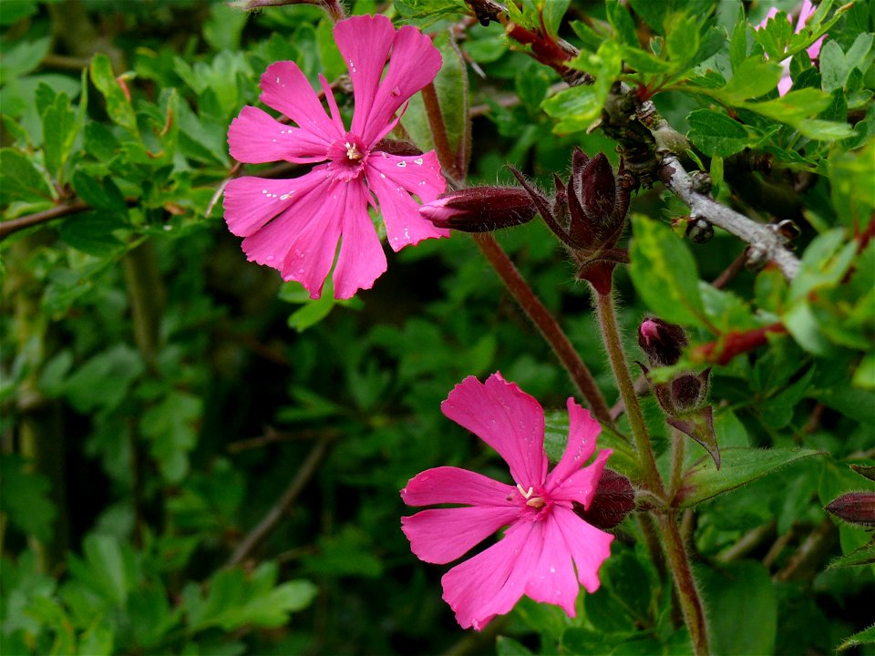 Red Campion in roadside verge on Crossway Rattle Hill, near How Caple, Herefordshire, England