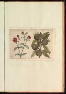 IdentificatieTitel(s): Dagkoekoeksbloem (Silene dioica) en mispel (Mespilus germanica)Objecttype: prent Serienummer: 17-18/60Objectnummer: RP-T-BR-2017-1-12-77Omschrijving: Dagkoekoeksbloem en mispel.