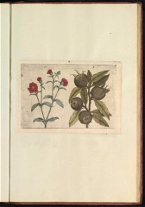 IdentificatieTitel(s): Dagkoekoeksbloem (Silene dioica) en mispel (Mespilus germanica)Objecttype: prent Serienummer: 17-18/60Objectnummer: RP-T-BR-2017-1-12-77Omschrijving: Dagkoekoeksbloem en mispel. photo