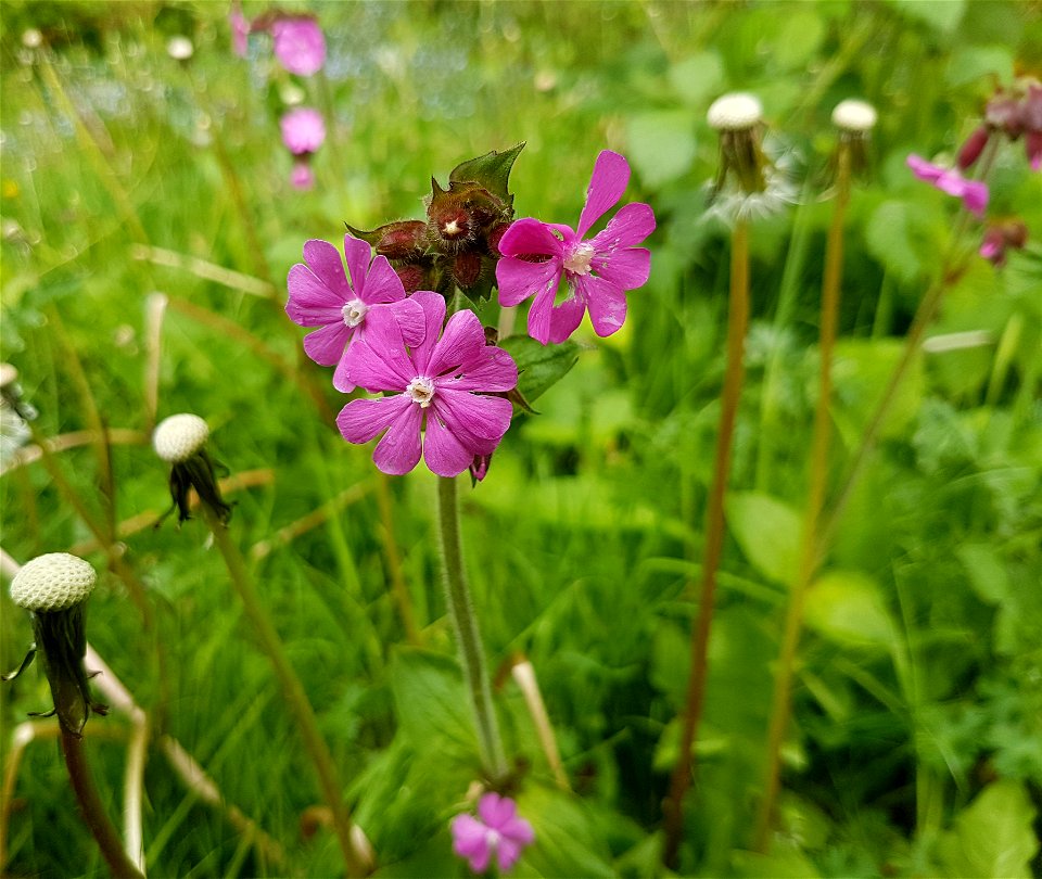 red campion growing with dandelion in a scrubby wildflower area