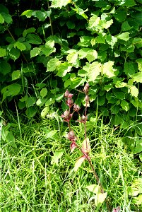 Silene dioica