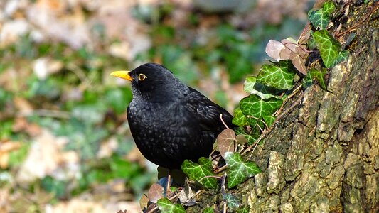 Nature birds at the court of
