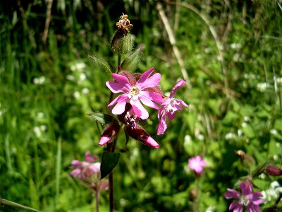 Red Campion picture taken i south Sweden