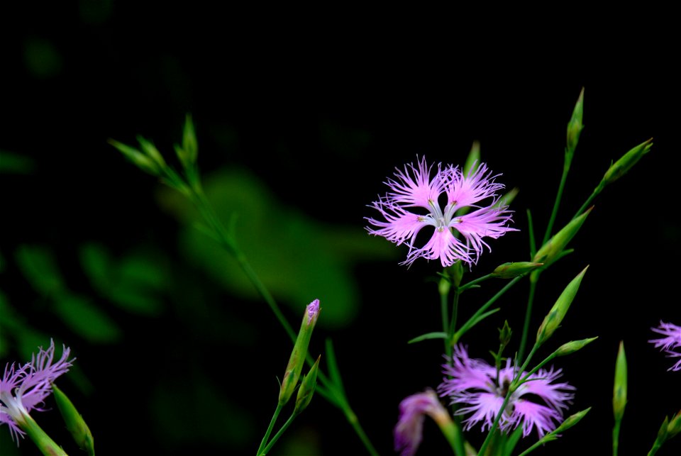 Dianthus superbus, Sapporo Hokkaido Nippon