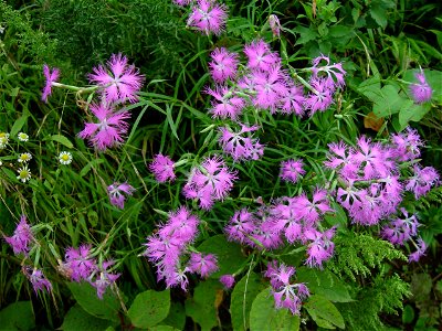 Dianthus superbus var. longicalycinus, in Mount Ibuki, Maibara, Shiga prefecture, Japan.