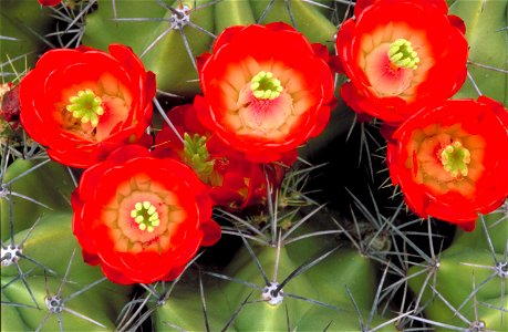 Image title: Cactus red flowers Image from Public domain images website, http://www.public-domain-image.com/full-image/flora-plants-public-domain-images-pictures/flowers-public-domain-images-pictures/ photo