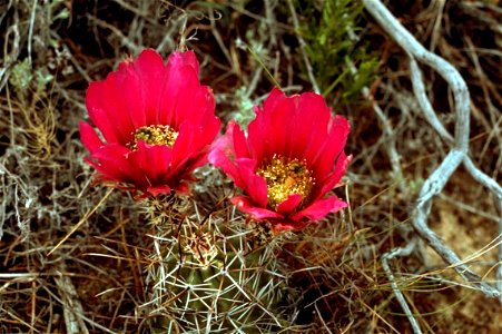Image title: Claret cup cactus flowers picture Image from Public domain images website, http://www.public-domain-image.com/full-image/flora-plants-public-domain-images-pictures/flowers-public-domain-i photo