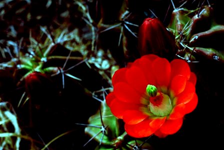 Image title: Echinocereus triglochidiatus claret cup cactus Image from Public domain images website, http://www.public-domain-image.com/full-image/flora-plants-public-domain-images-pictures/flowers-pu photo