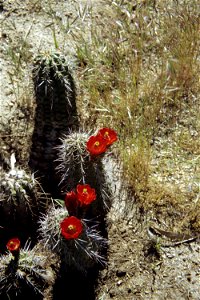 Echinocereus triglochidiatus photo