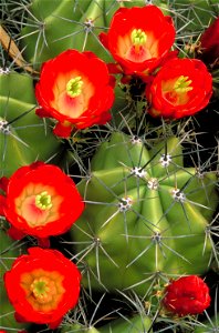 Image title: Flowers claret cup cactus Image from Public domain images website, http://www.public-domain-image.com/full-image/flora-plants-public-domain-images-pictures/flowers-public-domain-images-pi photo