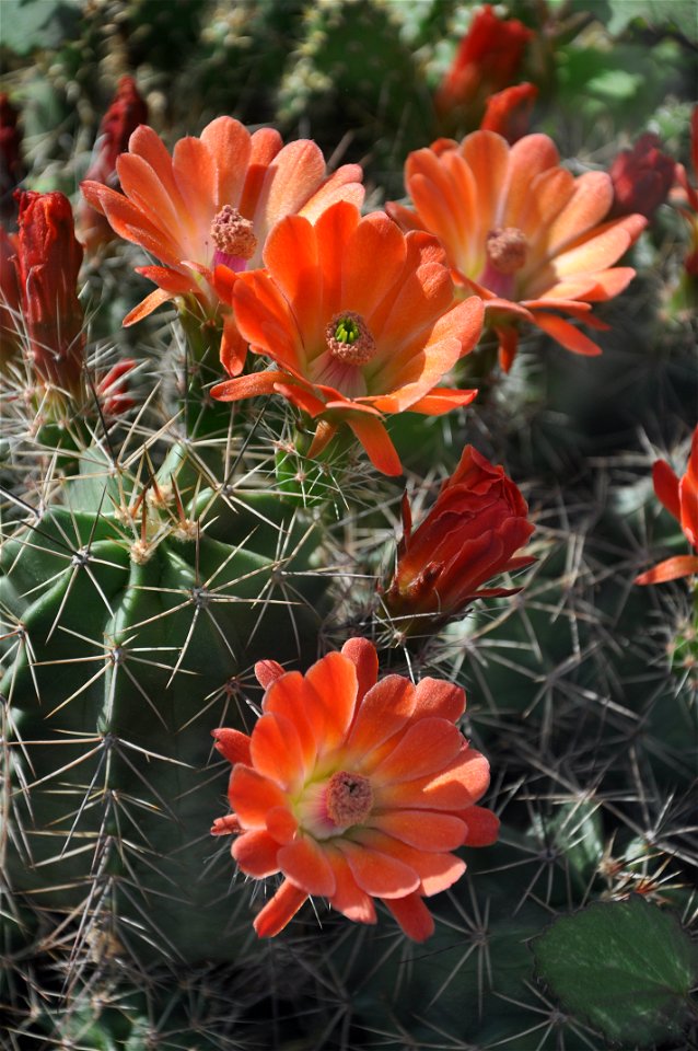 King Cup Cactus, Spineless Hedgehog