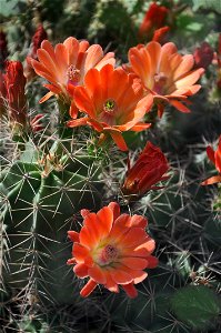 King Cup Cactus, Spineless Hedgehog photo