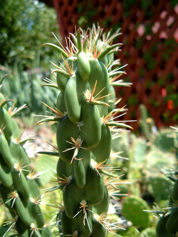 Kötélkaktusz (Cylindropuntia imbricata), fiatal hajtás