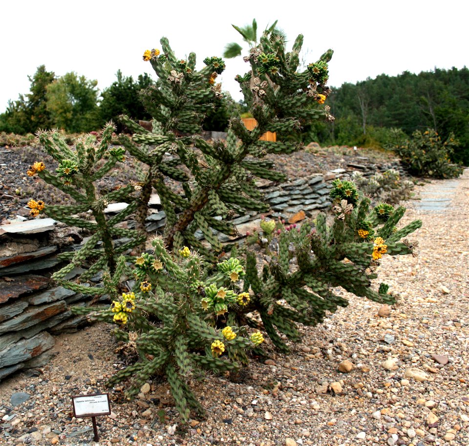 Cactus Cylindropuntia imbricata in Prague Botanic Garden, Prague, Troja