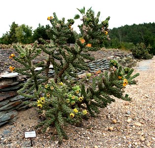 Cactus Cylindropuntia imbricata in Prague Botanic Garden, Prague, Troja