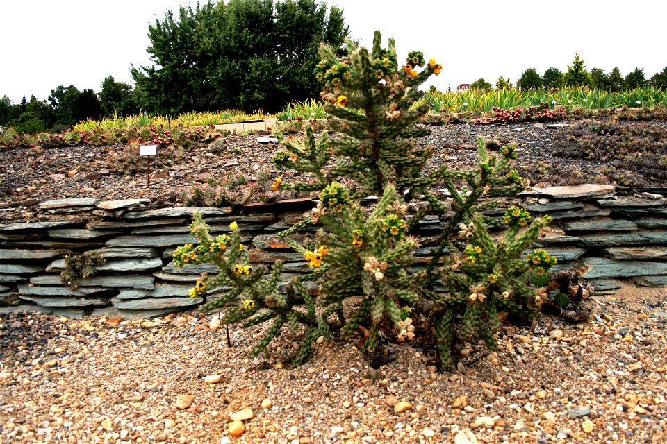 Cactus Cylindropuntia imbricata in Prague Botanic Garden, Prague, Troja