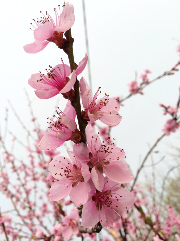 Branch pink close up