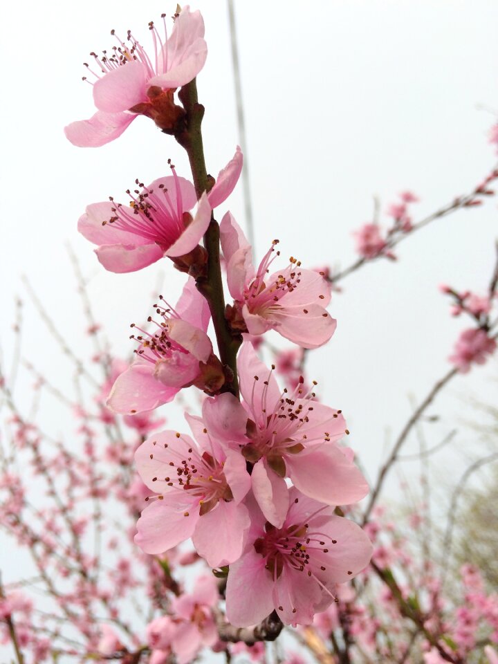 Branch pink close up photo