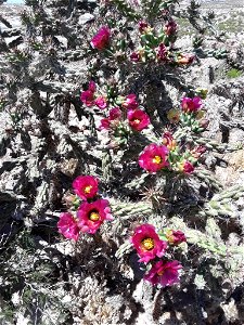 Tree cholla (Cylindropuntia imbricata)