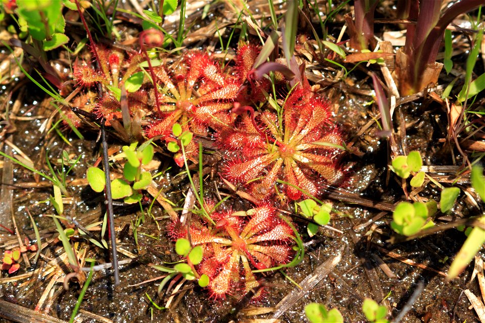 Habitat of Drosera spatulata in Mutsuzawa,Chiba,Japan.