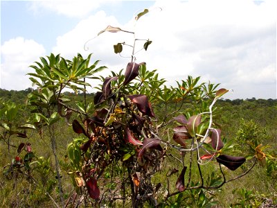Padang scrub at Bako National Park, with Nepenthes rafflesiana and N. gracilis climbing on shrub plant in foreground. photo