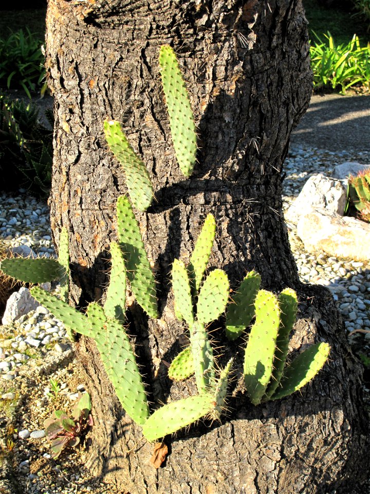 Young cladodes (=racket-shaped leaves) growing on a dry trunk.