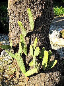 Young cladodes (=racket-shaped leaves) growing on a dry trunk.