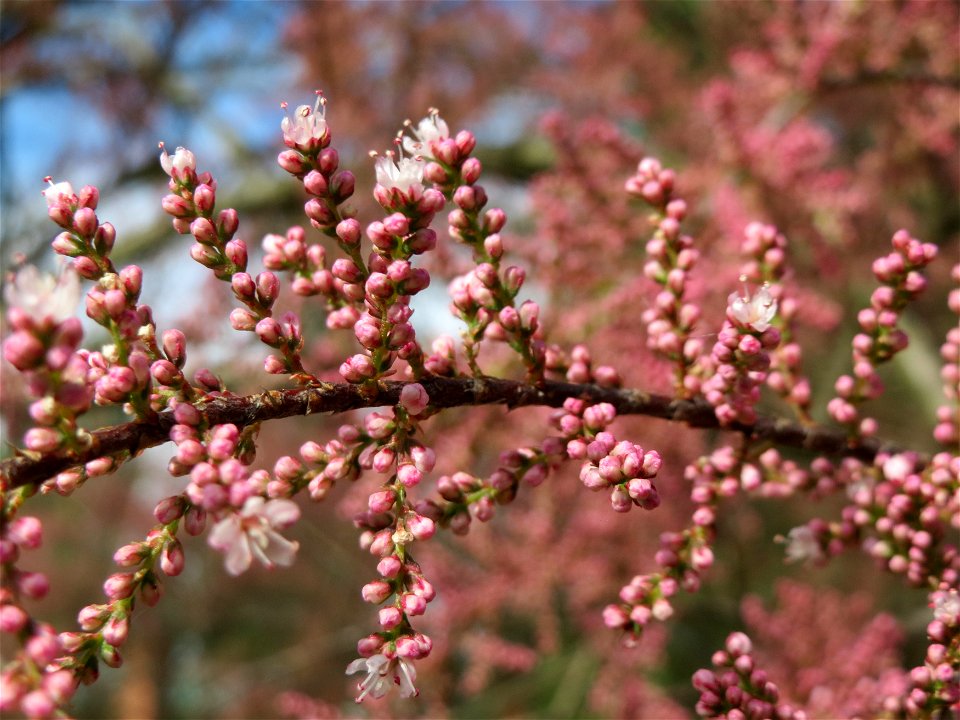 Französische Tamariske (Tamarix gallica) im Bürgerpark Saarbrücken