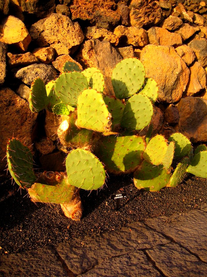 Opuntia engelmannii (opuntia lindheimeri: synonym) en el jardín de cactus de Lanzarote