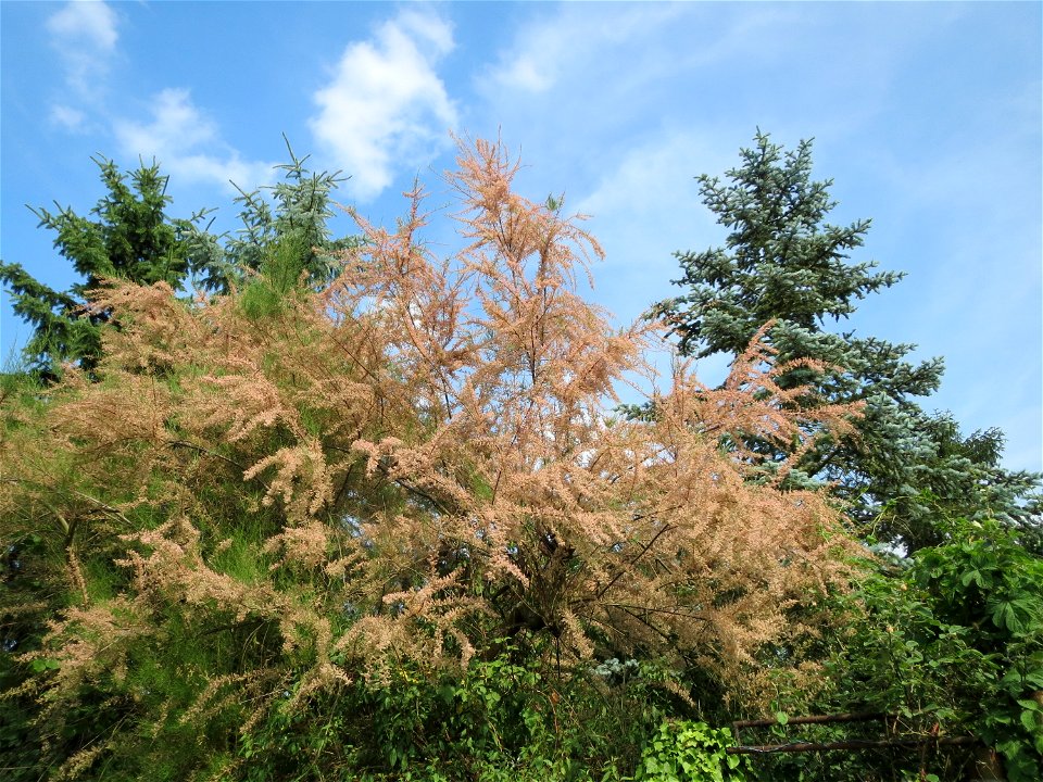 Französische Tamariske (Tamarix gallica) in Hockenheim