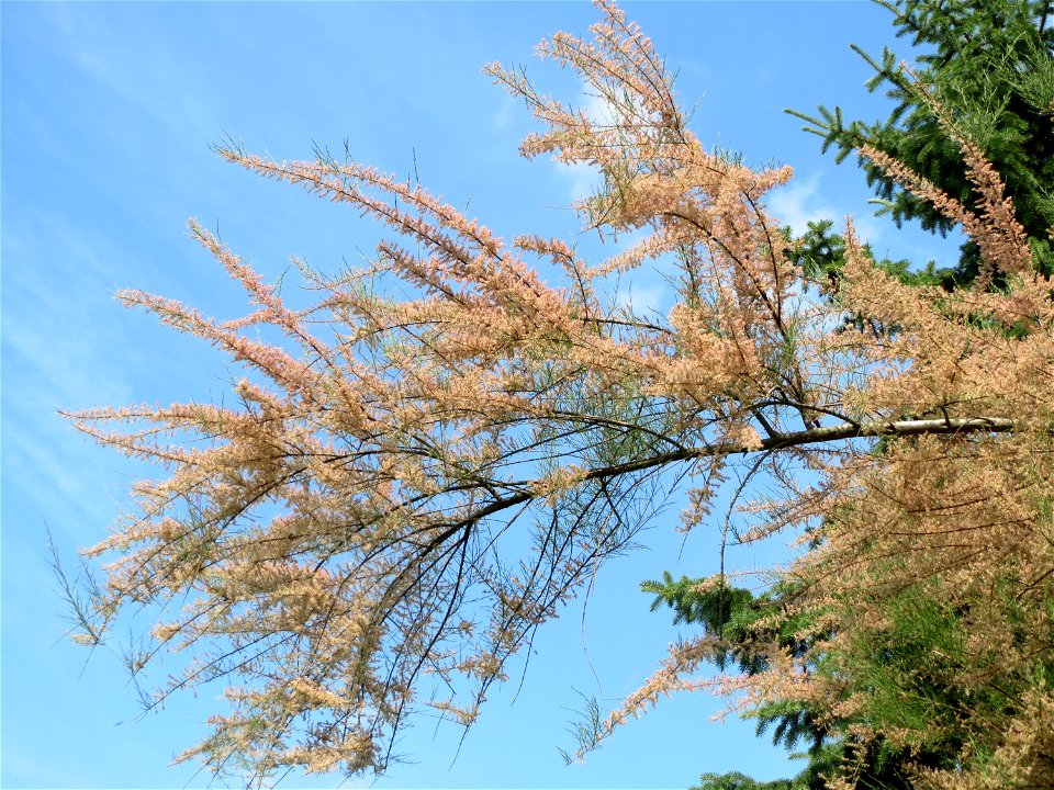 Französische Tamariske (Tamarix gallica) in Hockenheim