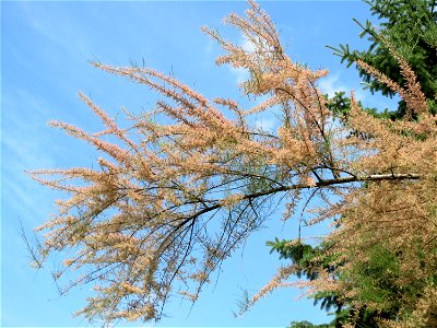 Französische Tamariske (Tamarix gallica) in Hockenheim