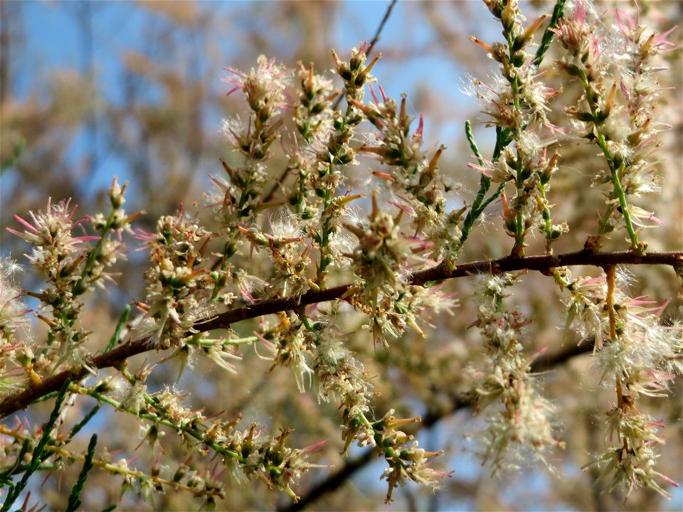 Französische Tamariske (Tamarix gallica) in Hockenheim