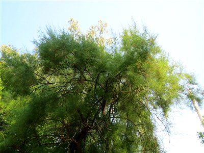 Französische Tamariske (Tamarix gallica) an der Bismarckstraße in Saarbrücken