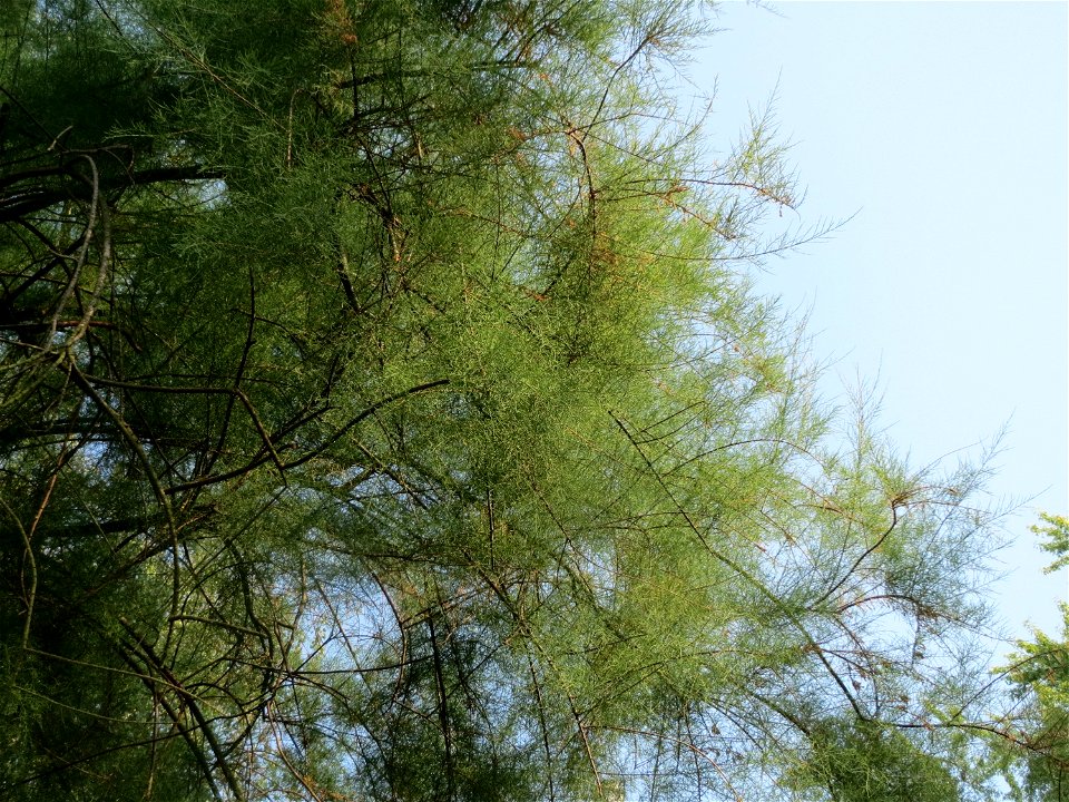 Französische Tamariske (Tamarix gallica) an der Bismarckstraße in Saarbrücken