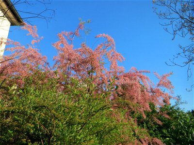Französische Tamariske (Tamarix gallica) in Hockenheim - ist in Europa heimisch, aber hier nur als Zierrstrauch in Gärten zu finden