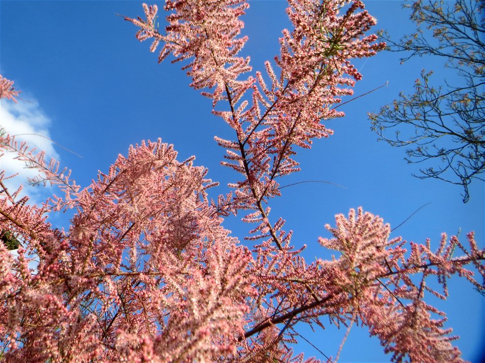 Französische Tamariske (Tamarix gallica) in Hockenheim - ist in Europa heimisch, aber hier nur als Zierrstrauch in Gärten zu finden