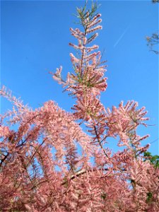 Französische Tamariske (Tamarix gallica) in Hockenheim - ist in Europa heimisch, aber hier nur als Zierrstrauch in Gärten zu finden