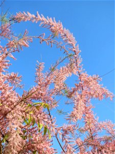 Französische Tamariske (Tamarix gallica) in Hockenheim - ist in Europa heimisch, aber hier nur als Zierrstrauch in Gärten zu finden