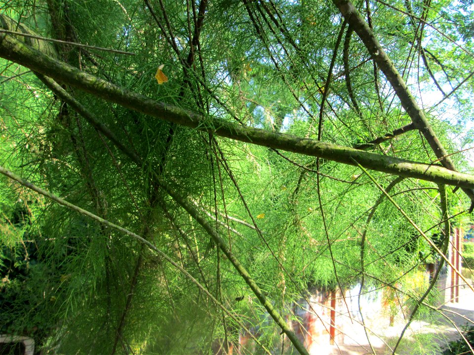 Französische Tamariske (Tamarix gallica) im Bürgerpark Saarbrücken - ursprünglich aus dem Mittelmeerraum
