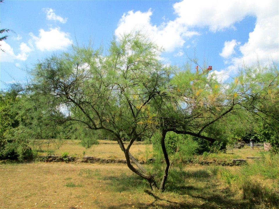 Französische Tamariske (Tamarix gallica) im Bürgerpark Saarbrücken - ursprünglich aus dem Mittelmeerraum