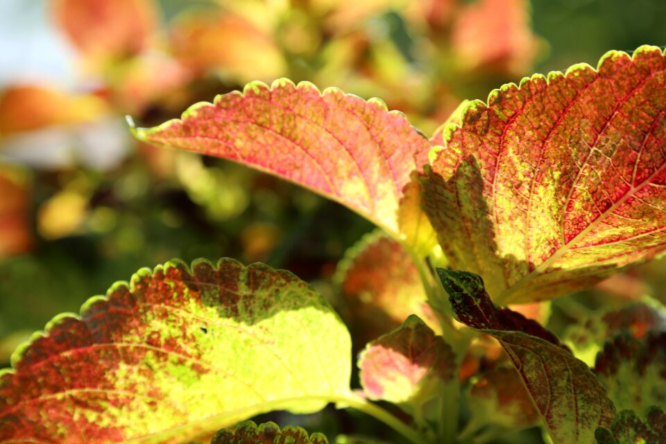 Green plants autumn leaves
