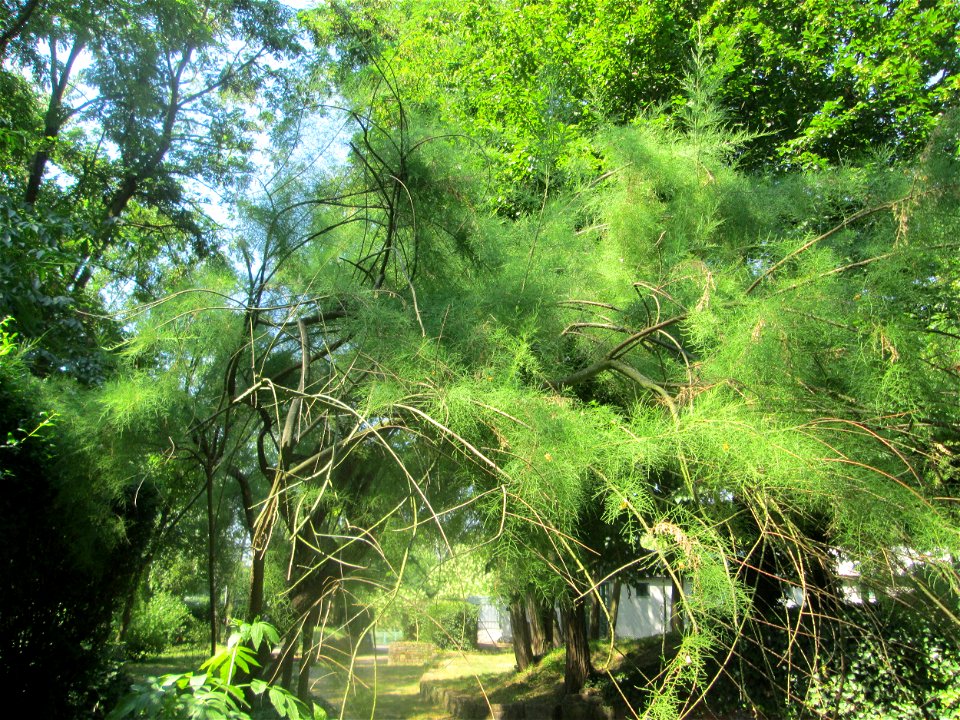 Französische Tamariske (Tamarix gallica) im Bürgerpark Saarbrücken - ursprünglich aus dem Mittelmeerraum