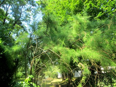 Französische Tamariske (Tamarix gallica) im Bürgerpark Saarbrücken - ursprünglich aus dem Mittelmeerraum