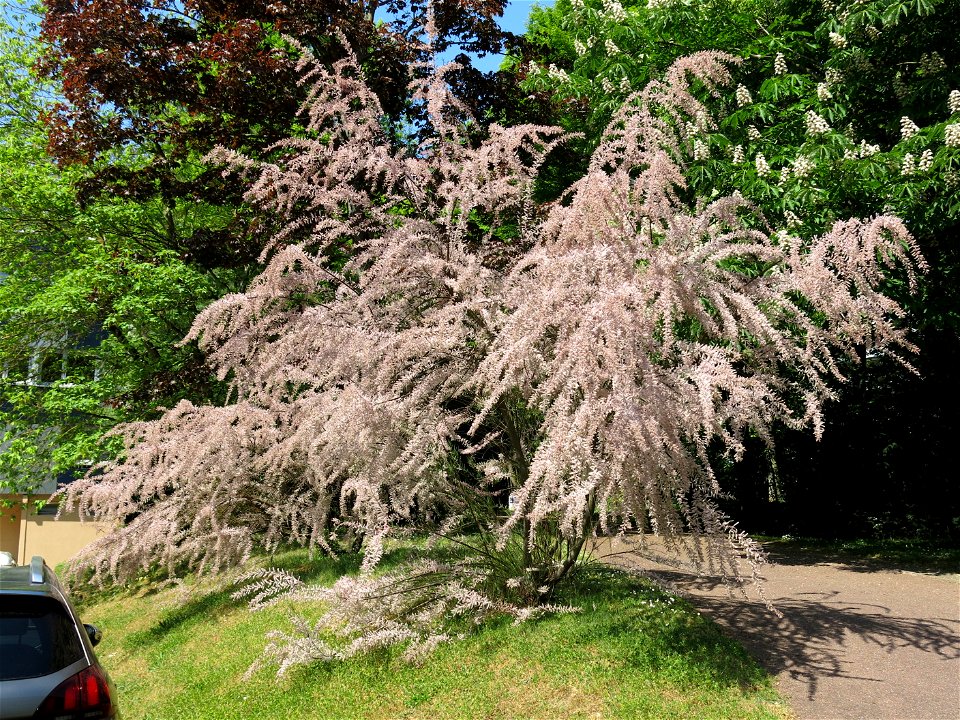 Tamarix in the parc de l'Aulnaye à Vaires-sur-Marne (Seine-et-Marne, France).